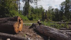 How Our Tree Care Process Works  in  Niagara Falls, NY