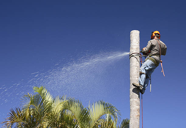 Best Weed Control  in Niagara Falls, NY