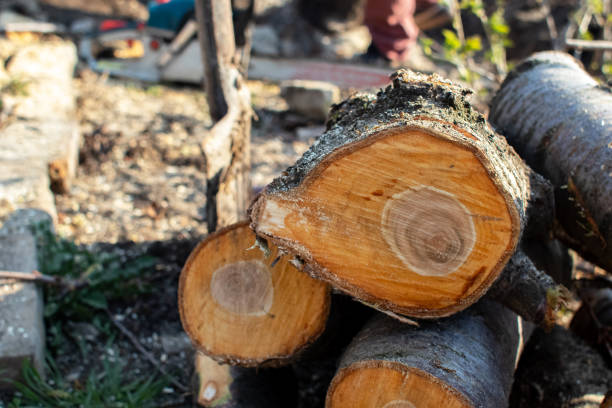 Professional Tree Care in Niagara Falls, NY