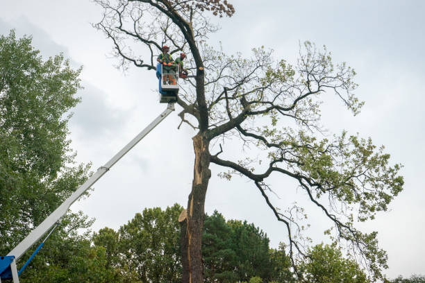 Best Palm Tree Trimming  in Niagara Falls, NY