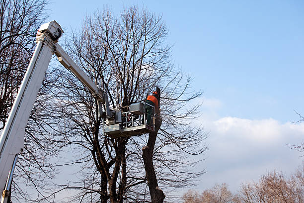 Best Firewood Processing and Delivery  in Niagara Falls, NY