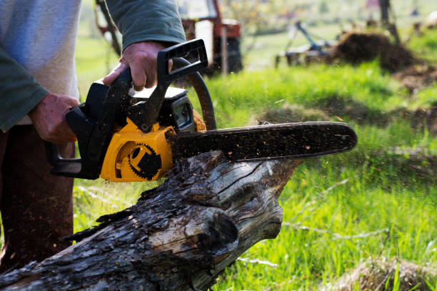 Best Hazardous Tree Removal  in Niagara Falls, NY