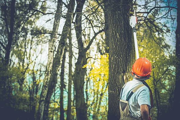 Best Tree Removal  in Niagara Falls, NY